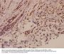 Anti-E2F-2 (K236) Antibody