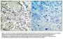 Anti-MKK3 (Ab-189) MAP2K3 Antibody