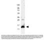 Anti-IL-9 Antibody