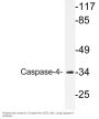 Anti-Caspase-4 CASP4 Antibody