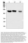Anti-OFD1 Antibody Picoband®