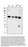 Anti-CDR2 Antibody Picoband®