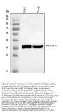 Anti-AKR1B10 Antibody PicobandÂ®