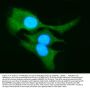 Anti-AKR1B10 Antibody PicobandÂ®