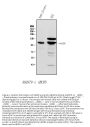 Anti-ABCB5 Antibody PicobandÂ®