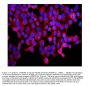 Anti-ABCB5 Antibody PicobandÂ®