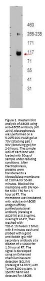 Anti-ABCB5 Antibody