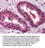 Anti-Cullin-2 Cul2 Antibody