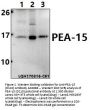 Anti-PEA-15 (D110) Antibody