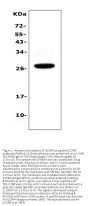 Anti-IL15RA Antibody Picoband®