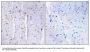 Anti-A-kinase anchor protein 13 AKAP13 Antibody