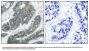 Anti-p62Dok(Ab-398) DOK1 Antibody