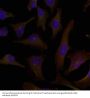 Anti-p62Dok(Ab-398) DOK1 Antibody