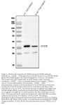 Anti-SCN1B Antibody Picoband®