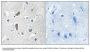 Anti-CDK5RAP2 Antibody