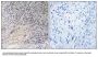Anti-ARHGDIA/Rhogdi Antibody