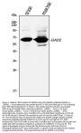 Anti-GAD65/GAD2 Antibody Picoband®
