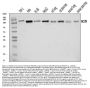 Anti-Nicastrin/NCSTN Antibody Picoband®