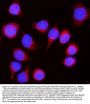 Anti-Nicastrin/NCSTN Antibody Picoband®