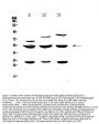 Anti-GSK3 alpha/GSK3A Antibody Picoband®