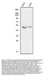 Anti-GSK3 alpha/GSK3A Antibody Picoband®