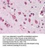 Anti-Cul7/Cullin 7 Antibody