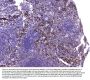 Anti-CCL8 Antibody