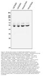 Anti-CaMKII alpha/CAMK2A Antibody Picoband®