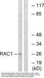 Anti-Rac1/CDC42 Antibody
