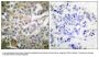 Anti-Rac1/CDC42 Antibody