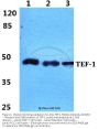 Anti-TEF-1 TEAD1 Antibody