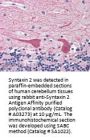 Anti-Syntaxin 2 Stx2 Antibody