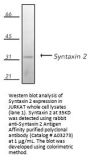Anti-Syntaxin 2 Stx2 Antibody
