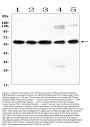 Anti-AVPR1A/V1aR Antibody Picoband®