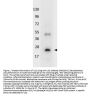 Anti-IL-32A Antibody Peroxidase Conjugated