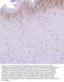 Anti-Myelin oligodendrocyte glycoprotein/MOG Antibody Picoband®
