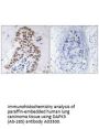 Anti-DAPK3 (Ab-265) Antibody