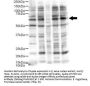 Anti-Ajuba Antibody