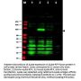 Anti-Ajuba Antibody