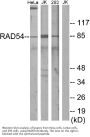 Anti-RAD54 RAD54L Antibody