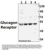 Anti-Glucagon Receptor (K136) GCGR Antibody