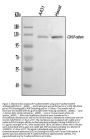 Anti-P-Cadherin-3 CDH3-Antibody Picoband®