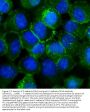 Anti-P-Cadherin-3 CDH3-Antibody Picoband®