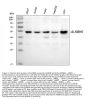Anti-ALKBH5 Antibody Picoband®