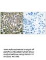 Anti-Keratin 16 KRT16 Antibody