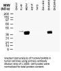 Anti-CARD8 (Tucan) Antibody