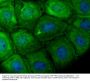 Anti-TCTP TPT1 Antibody