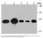 Anti-TCTP TPT1 Antibody