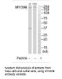 Anti-MYO9B/Myosin Ixb Antibody