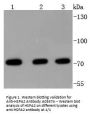 Anti-HSPA2 Antibody